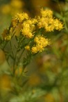 Western Goldenrod blossoms detail