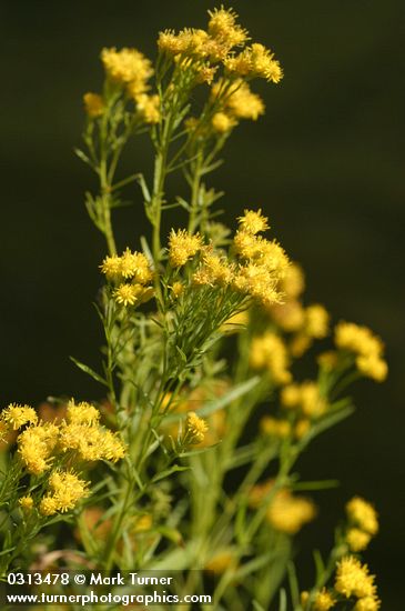 Euthamia occidentalis | Western Goldenrod | Wildflowers of the Pacific ...