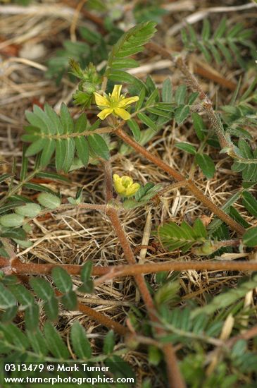 Tribulus terrestris