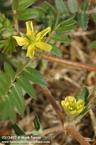 Tribulus terrestris