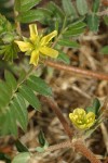 Puncture Vine blossoms & foliage detail