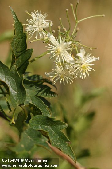 Clematis ligusticifolia