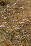Tall Buckwheat blossoms