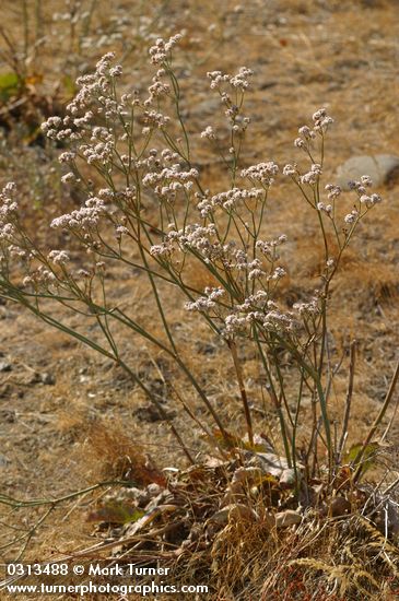 Eriogonum elatum