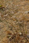 Tall Buckwheat