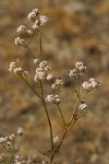 Tall Buckwheat blossoms detail
