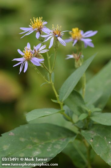 Eurybia radulina (Aster radulinus)