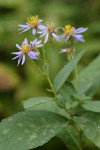 Rough-leaved Aster blossoms & foliage detail