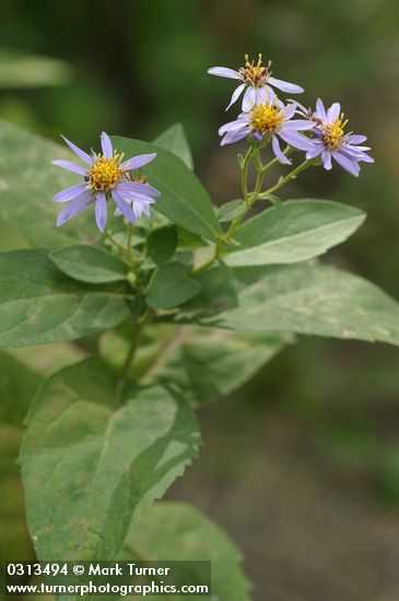 Eurybia radulina (Aster radulinus)