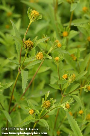 Bidens vulgata