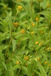 Big Devils Beggartick blossoms & foliage