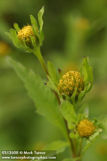 Bidens vulgata