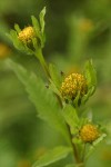 Big Devils Beggartick blossoms detail