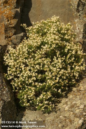 Ericameria resinosa
