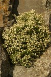 Columbia Goldenweed on basalt cliff
