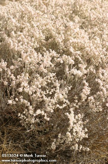 Eriogonum niveum