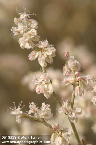 Eriogonum niveum