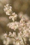 Snow Desert Buckwheat blossoms detail