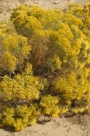 Green Rabbit Brush