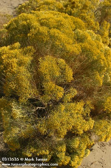 Chrysothamnus viscidiflorus