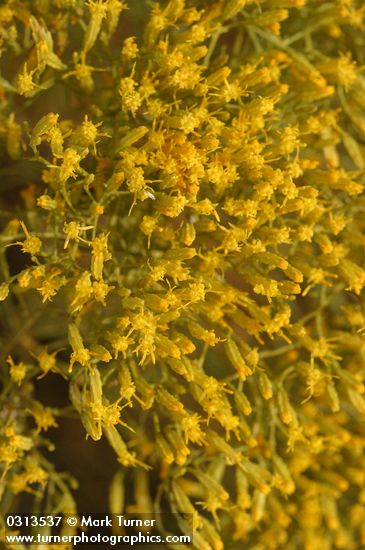 Chrysothamnus viscidiflorus