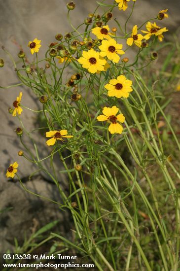 Coreopsis tinctoria var. atkinsoniana