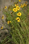 Columbia Coreopsis