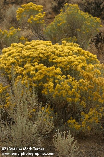Ericameria nauseosa (Chrysothamnus nauseosus)