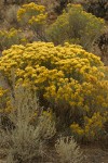 Gray Rabbitbrush