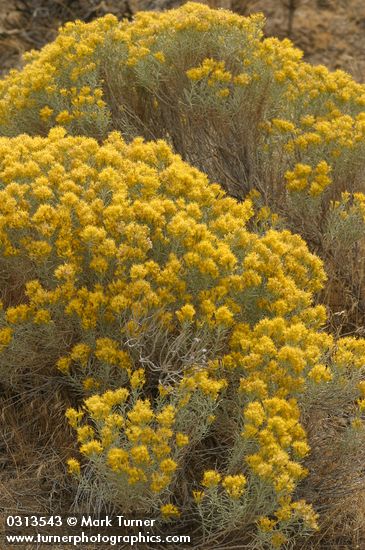 Ericameria nauseosa (Chrysothamnus nauseosus)