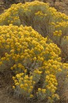 Gray Rabbitbrush