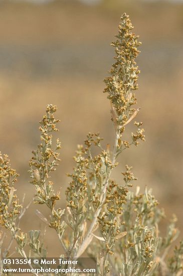 Artemisia tridentata