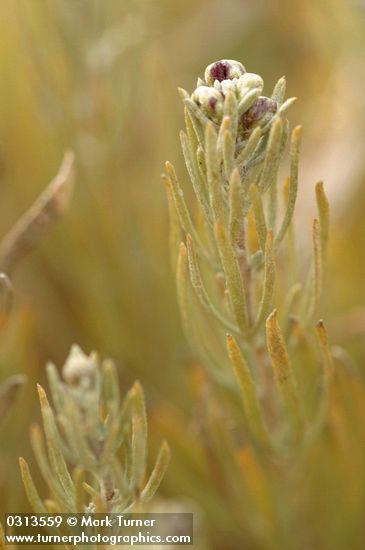 Artemisia rigida