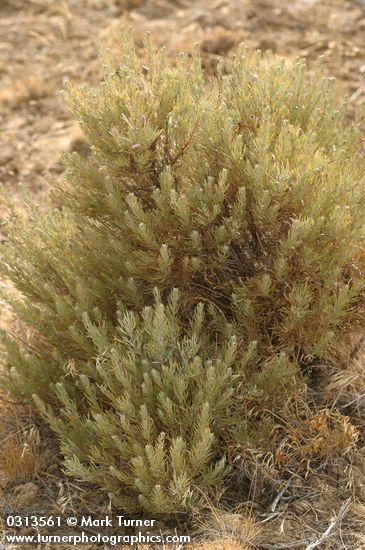 Artemisia rigida