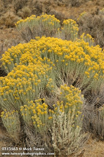 Ericameria nauseosa (Chrysothamnus nauseosus)