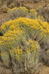 Grey Rabbitbrush