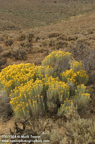 Ericameria nauseosa (Chrysothamnus nauseosus)