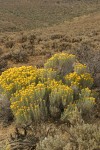 Grey Rabbitbrush among Sagebrush, early autumn