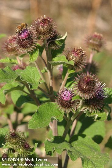 Arctium minus