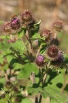 Common Burdock