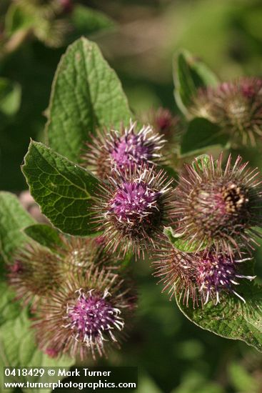 Arctium minus