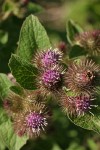 Common Burdock blossoms & foliage