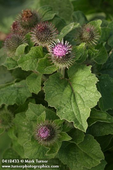 Arctium minus