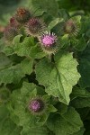 Common Burdock blossoms & foliage