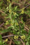 Hedge Mustard blossoms & foliage