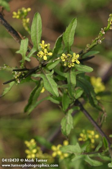 Sisymbrium officinale