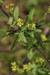 Hedge Mustard blossoms & foliage