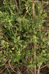 Hedge Mustard