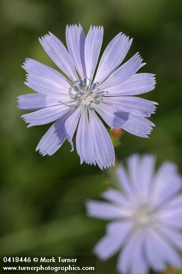 Cichorium intybus