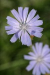 Chicory blossom